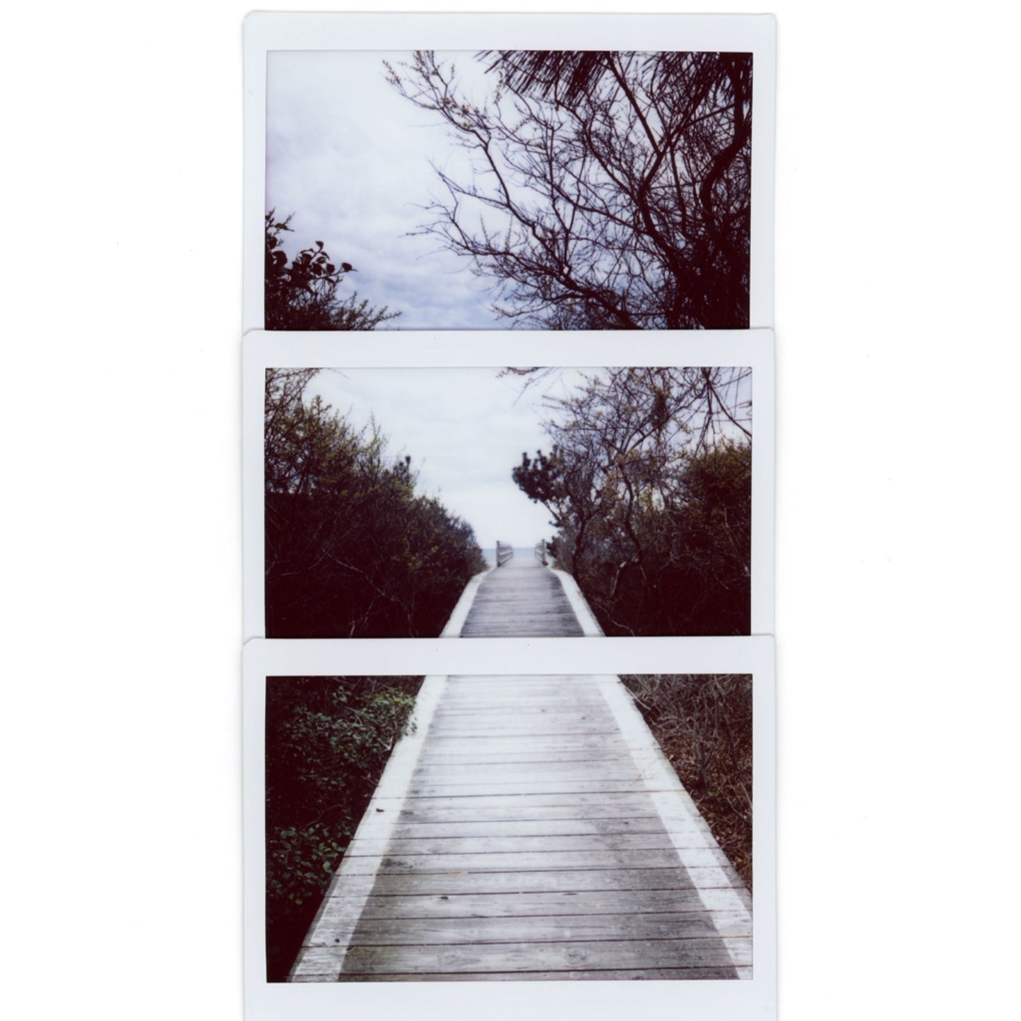 'Susan Walk' by Nate Francis